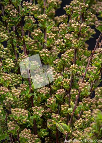 Image of Spirea bush flowers