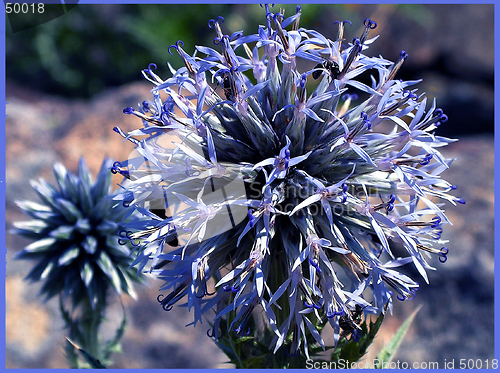 Image of blue flower