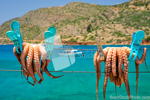 Image of Fresh octopus drying on rope on sun with turquoise Aegean sea on background, Crete island, Greece