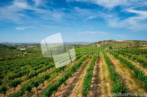 Image of Wineyard with grape rows in Greece