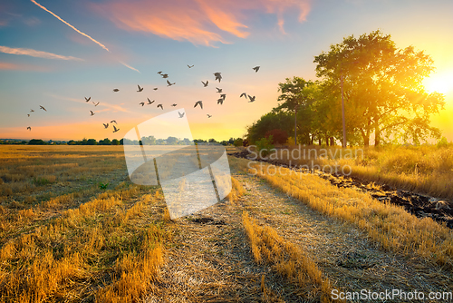 Image of Mowed field at sunset