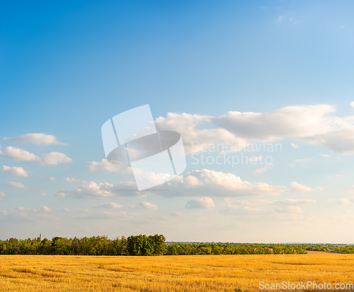 Image of Mowed field of wheat