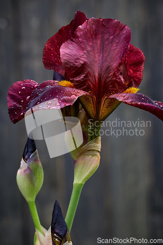 Image of beautiful blooming iris flower