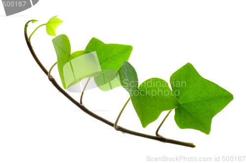 Image of Sprig of Ivy