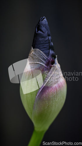 Image of fresh iris flower bud