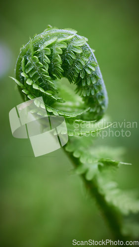 Image of green fern leaf