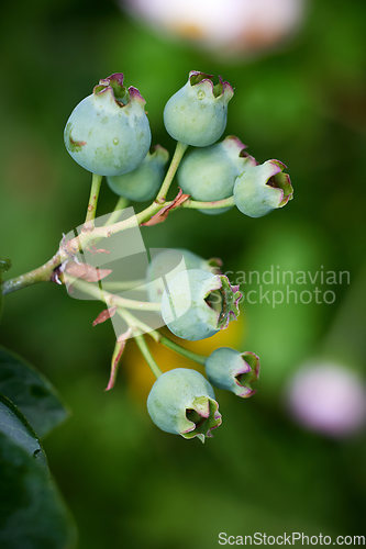 Image of fresh green blueberries