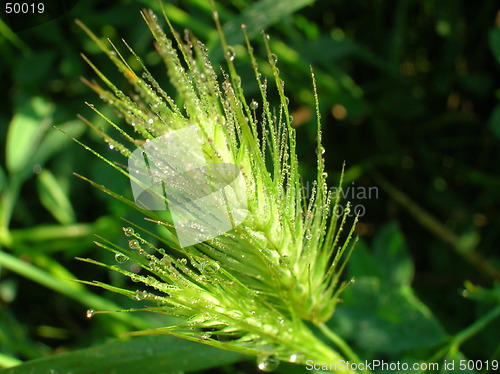 Image of grass with dew