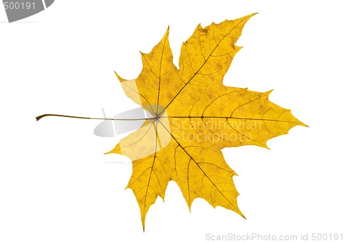 Image of Maple Leave