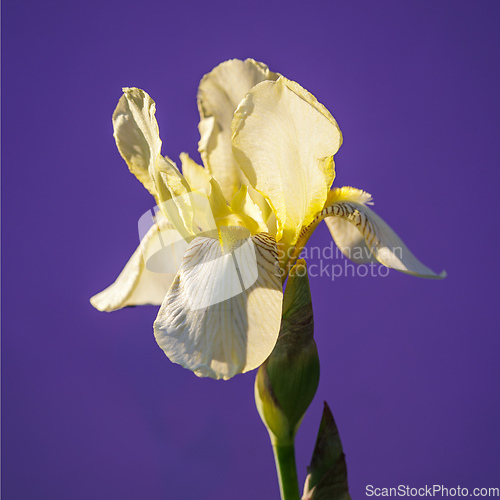 Image of beautiful blooming iris flower