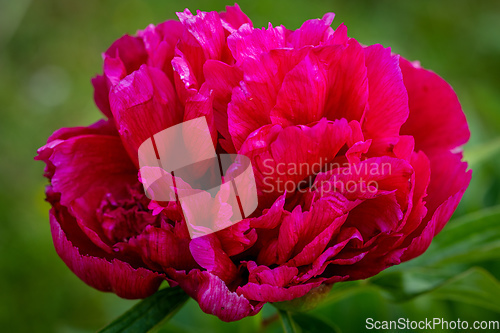 Image of red peony flower