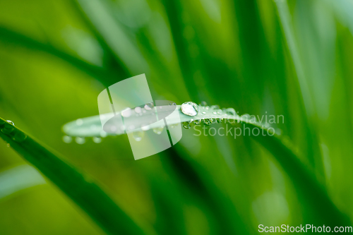 Image of water drops on green leaf