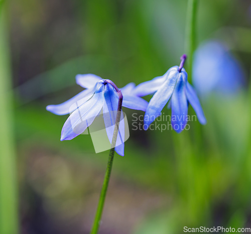 Image of beautiful blooming blue spring flowers