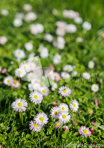 Image of beautiful blooming daisies