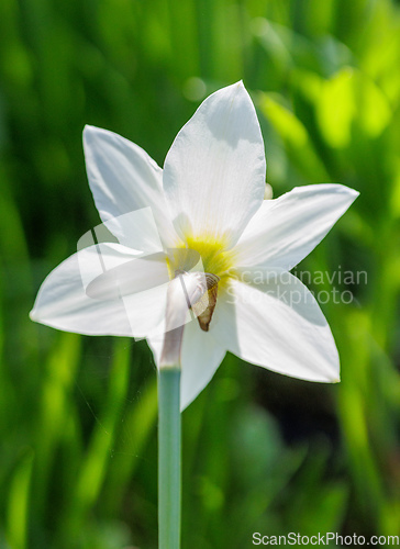 Image of beautiful blooming daffodil