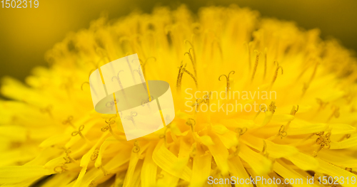 Image of beautiful dandelion