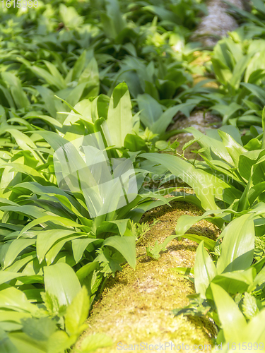 Image of dense bear leek vegetation