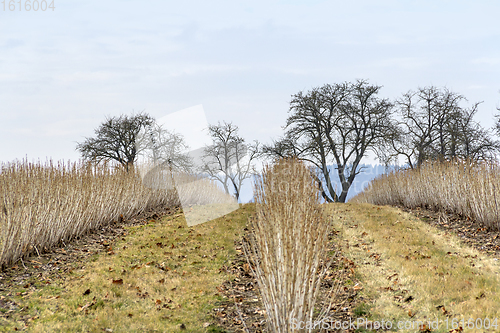 Image of rural landscape at early spring time