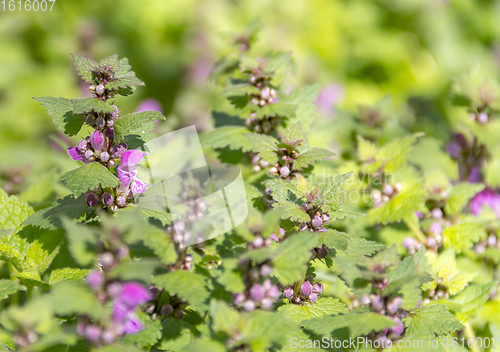 Image of dead-nettles closeup