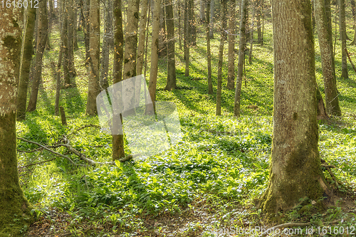 Image of idyllic forest scenery