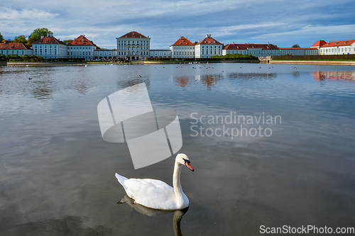 Image of Swan in pond near Nymphenburg Palace. Munich, Bavaria, Germany