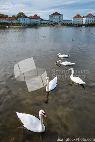 Image of Swan in pond near Nymphenburg Palace. Munich, Bavaria, Germany