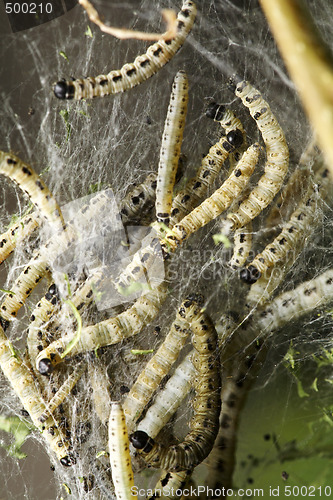 Image of Bird-Cherry moth larvae