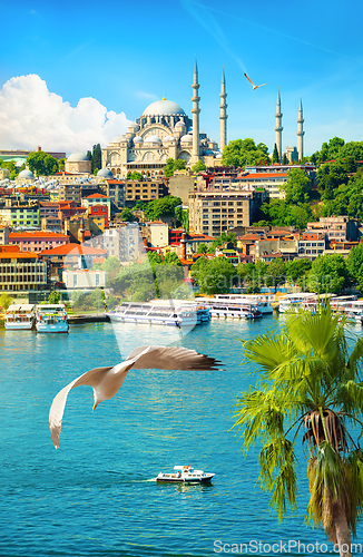 Image of Palm tree and Suleymaniye Mosque