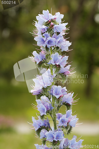 Image of Viper's Bugloss