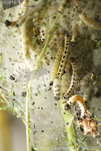 Image of Birc-Cherry moth larvae