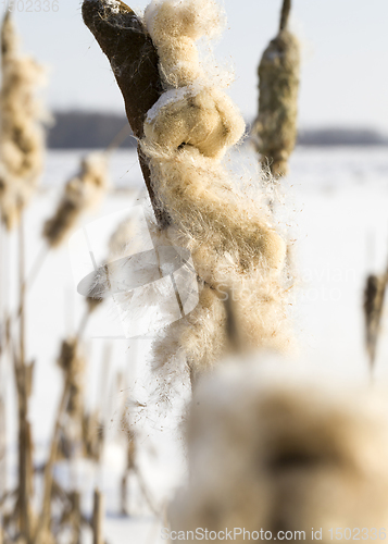 Image of lush reeds