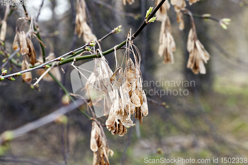 Image of old maple seeds