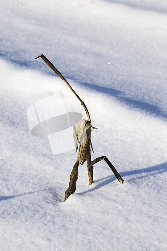 Image of snow covered agricultural field