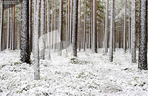 Image of Winter forest