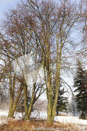 Image of trees in winter