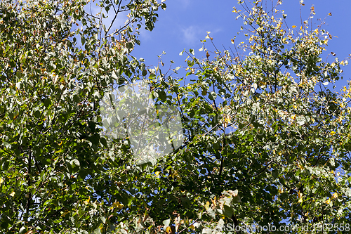 Image of autumn foliage on a tree