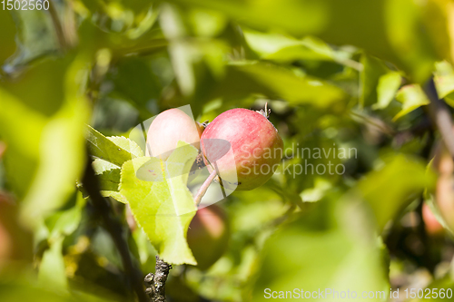 Image of apples with worms, on a tree