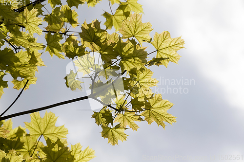 Image of maple leaves