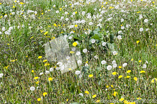 Image of pasture with grass and dandelions