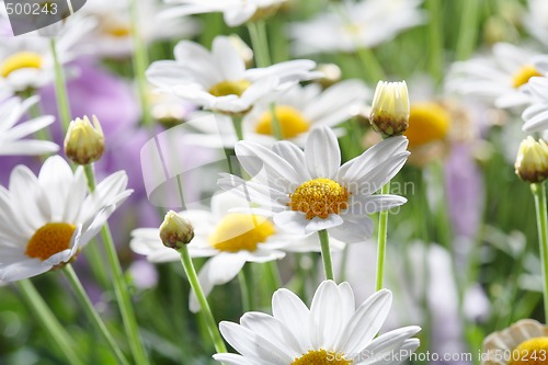 Image of Summer Flowers