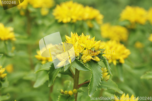 Image of Kamtschat sedum