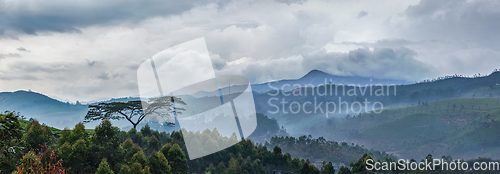 Image of Lonely tree on sunrise in hills