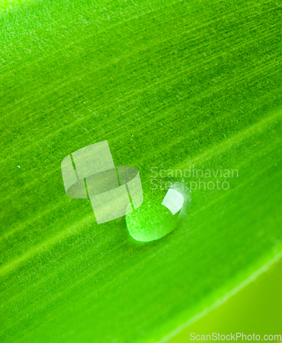 Image of Green leaf with water droplet