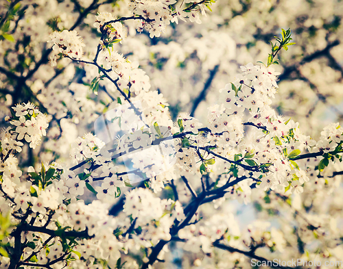 Image of Apple tree blossoming branch