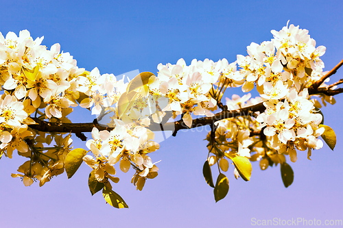 Image of Apple tree blossoming branch