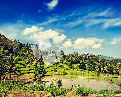 Image of Green rice terraces