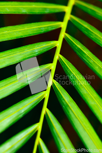 Image of Palm leaf close up