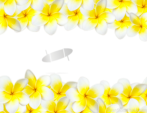 Image of Frangipani background