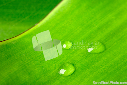 Image of Green leaf with water droplet