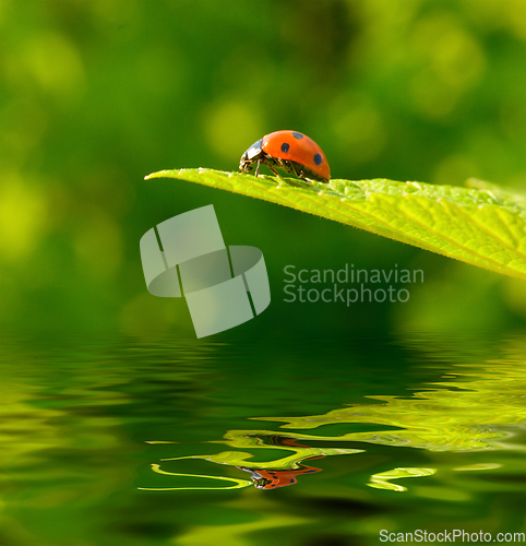 Image of Red ladybug (Coccinella septempunctata) on green leaf